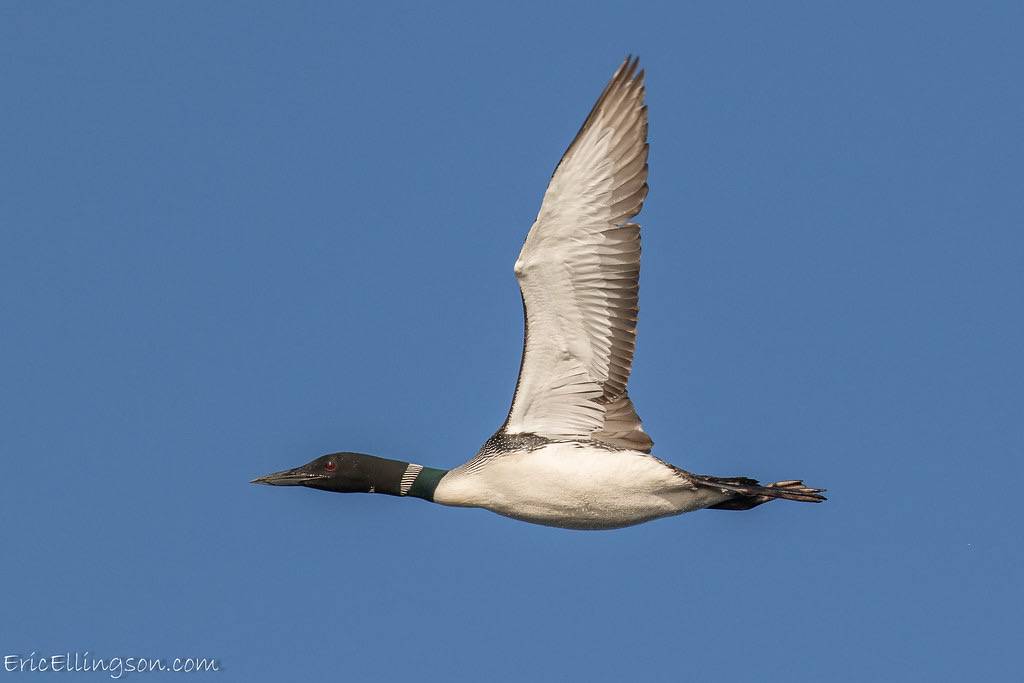 Common Loon by esellingson is licensed under CC BY-NC-ND 2.0